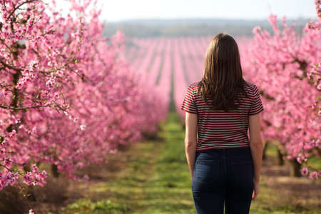 Back view of a single woman walking in a pink flowered field in springの写真素材
