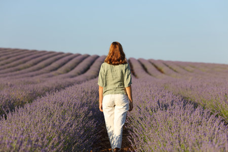 Back view portrait of a casual lady walking through a lavender fieldの写真素材