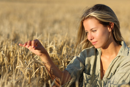 Satisfied woman touching barley in a field at sunsetの写真素材