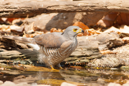 The hawk drink water in the pondの写真素材