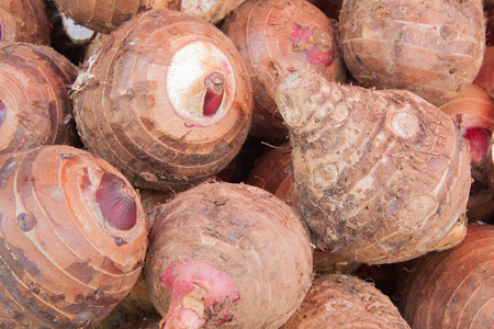 Many big taro plave on the groundの写真素材