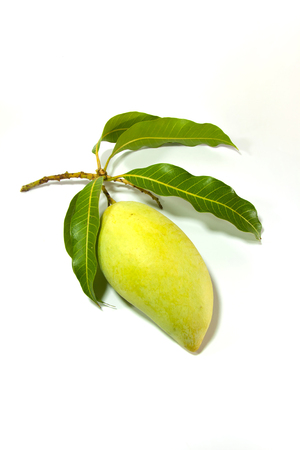 The green mango fruit on the white backgroundの写真素材