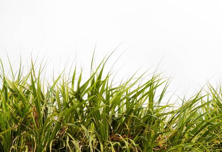 The green leaf on the white backgroundの写真素材