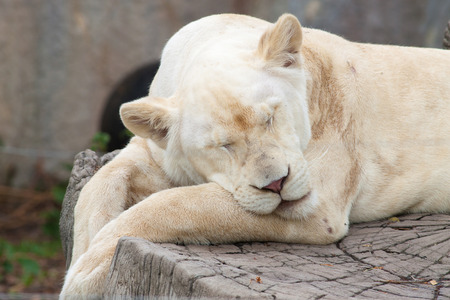 The female lion sleeping in the zooの写真素材
