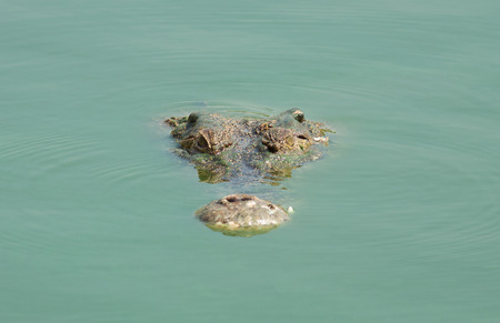 The crocodile head while swimming in the water