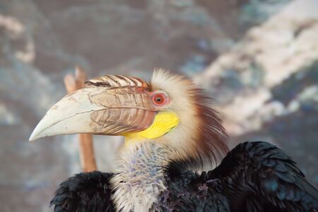 The hornbill bird head with the thick beak