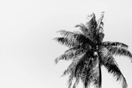 The coconut tree in the black and white background