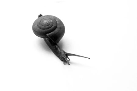 The snail move slowly on the white backgroundの写真素材