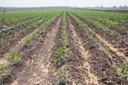 The cassava sprout in the plantation cropsの写真素材