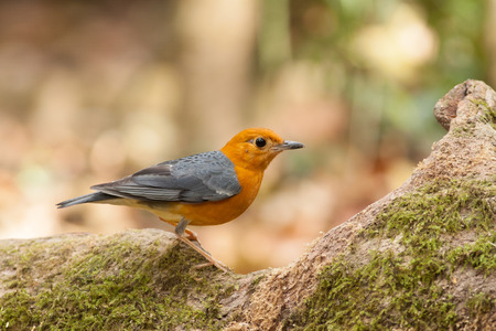 Orange-headed Thrush bird on tree rootの写真素材