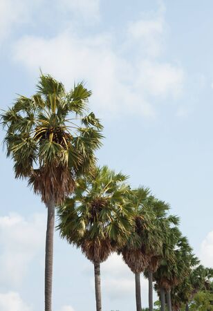 The sugar palm garden fruit with the blue sky backgroundの写真素材