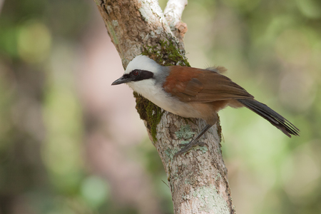 The bird seek a food on the tree stickの写真素材