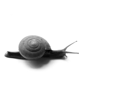 The snail move slowly on the white backgroundの写真素材