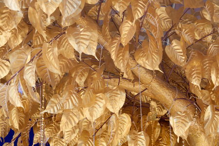 The background of the bodhi golden leavesの写真素材