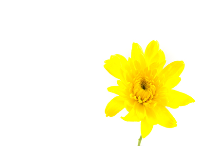 The yellow chrysanthemum flower on the white backgroundの写真素材