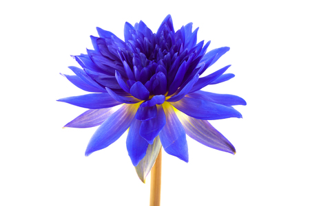 The blue lotus on the white backgroundの写真素材