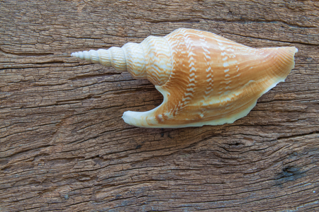 The sea shell place on the wood backgroundの写真素材