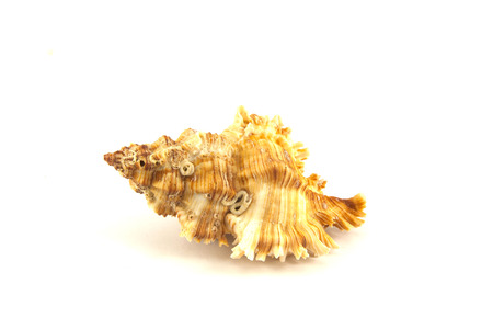 The sea shell place on the white backgroundの写真素材