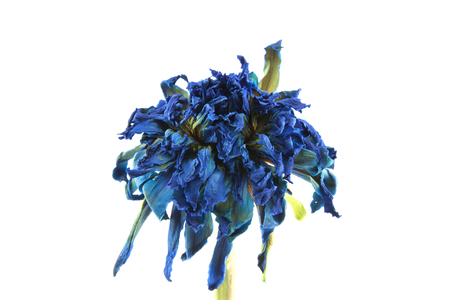 The wither blue lotus flower on the white backgroundの写真素材