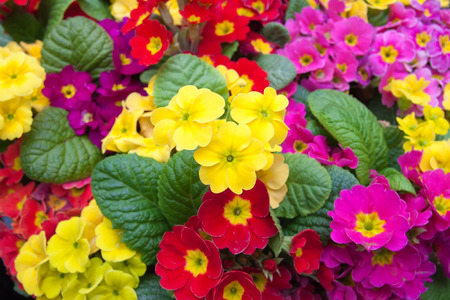 The background of variety colorful flower in the gardenの写真素材