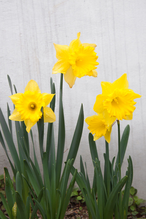 The yellow flower of hippeastrum in the gardenの写真素材