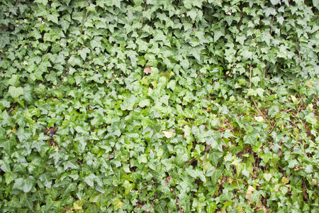 The green climber leaf on the concrete wallの写真素材