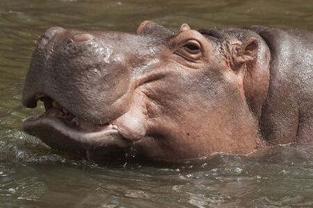 Closeup the big body hippopotamus in the pondの写真素材