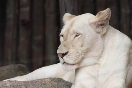 Closeup the female lion take a restの写真素材