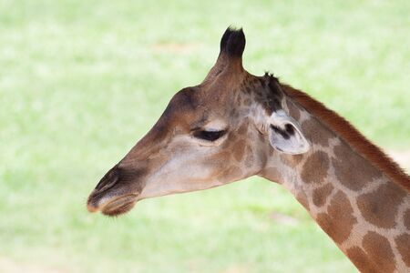The long neck and big head of giraffeの写真素材