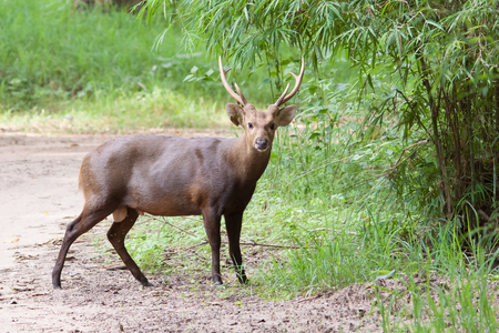 The deer seek a food on the grassの写真素材