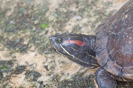 Closeup the turtle head in the pondの写真素材