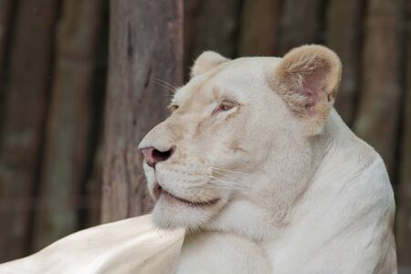 Closeup the female lion take a restの写真素材