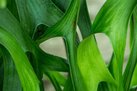 The green leaf backgroundの写真素材