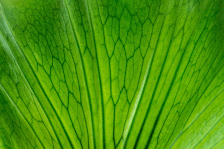 The green leaf backgroundの写真素材