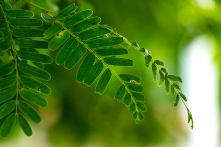 The green leaf backgroundの写真素材