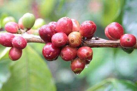 coffeeの写真素材