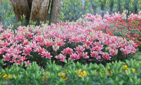 colorful of lilly flowerの写真素材