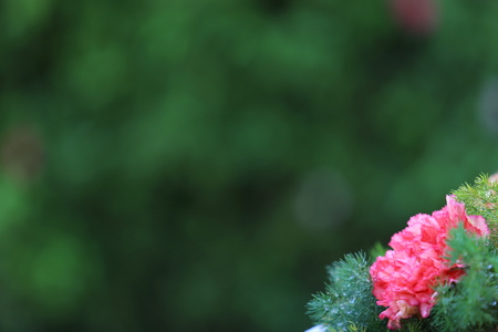 Beautiful flowers backgroundの写真素材