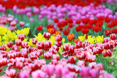 beautiful tulip flowers backgroundの写真素材