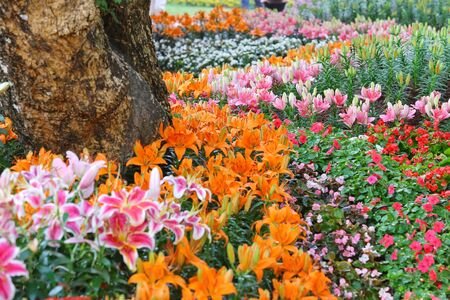 colorful of lilly flowerの写真素材