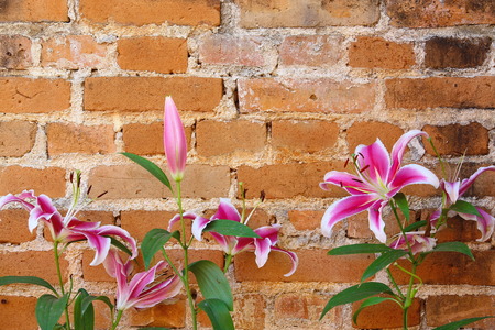 colorful of lilly flowerの写真素材