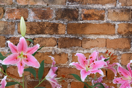 colorful of lilly flowerの写真素材