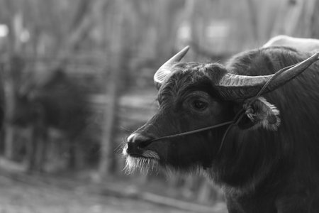 buffalo in the market3の写真素材