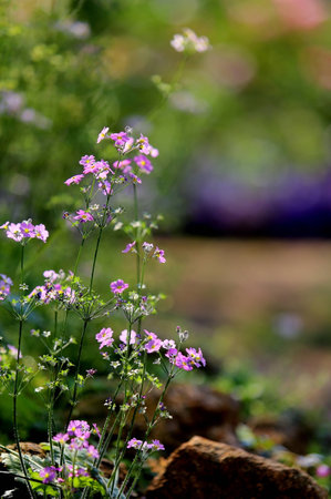 flower in bhubing palace