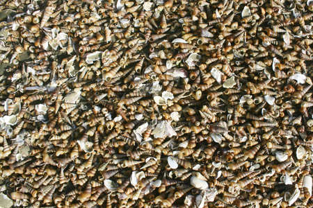 a sea of conical shells