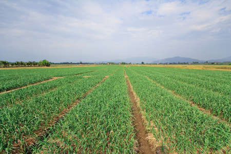 red onion farm in Thailand