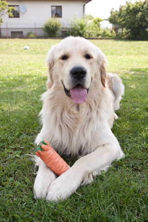 Golden Retrieverの写真素材