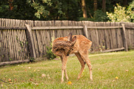 Young deer in the paddockの写真素材