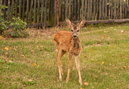 Small doe in the paddockの写真素材