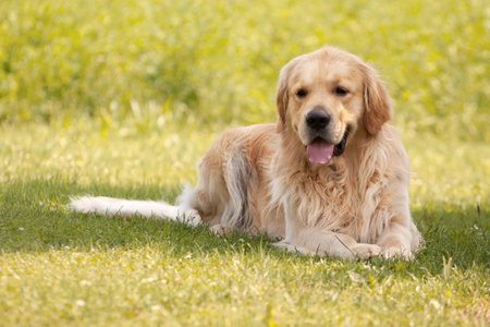 golden retrieverの写真素材